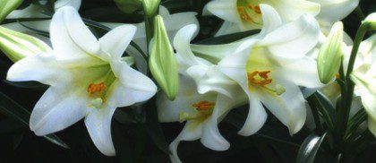 Easter Lily 4